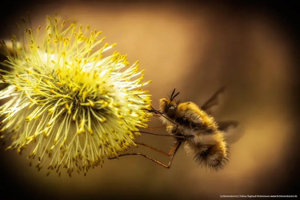 Macro Wollschweber oder Hummelfliege