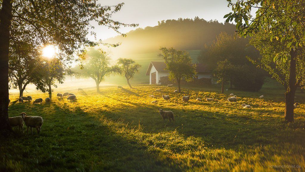 Herbstlicher Nebel am Fürstenberg Herbstlicher Nebel am Fürstenberg