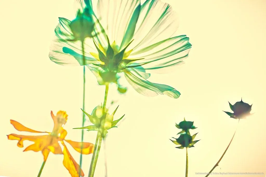 Strukturen und Muster im Gegenlicht der Sonne