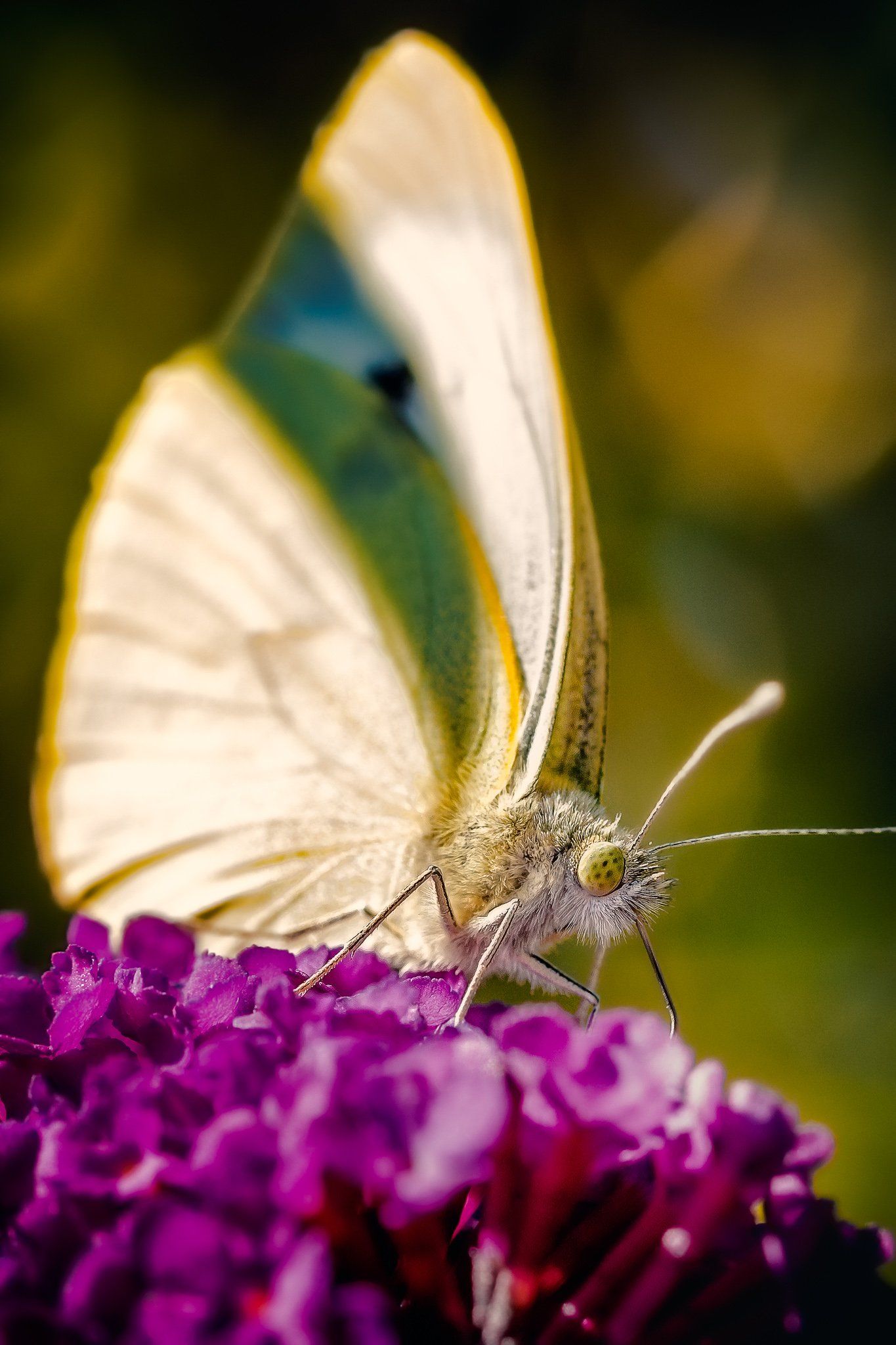 Macroaufnahme - Schmetterling