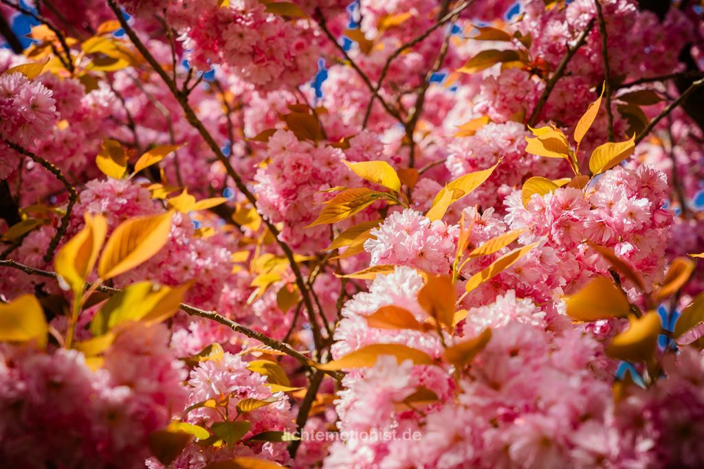 Blick unter Wasser in der Donauquelle in Donaueschingen