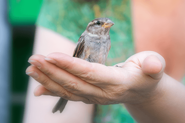 Spatz in der Hand
