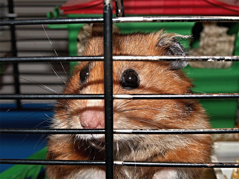 hamster-käfig-gesichter