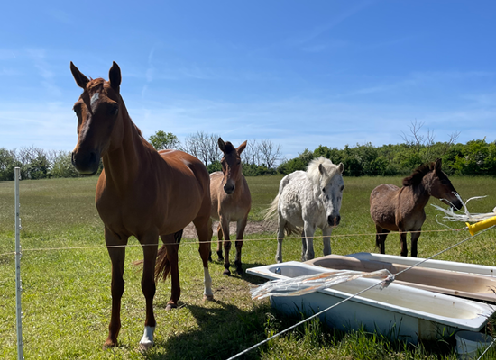 Vom Reiten bis zur Erholung in der Natur – Föhr bietet unglaubliche Vielfalt direkt vor Ihrer Haustür. Grüne Koppel mit Pferden und Fohlen auf Föhr – ländliche Idylle unweit der Ferienwohnungen.