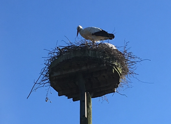 Föhr bietet nicht nur Nordseezauber, sondern auch einzigartige Tierbeobachtungen – perfekt kombiniert mit Ihrem Aufenthalt im Haus Matthäus. Storchennest mit Storch und Jungvögeln vor blauem Himmel – ein Natur-Highlight auf Föhr. Im nahegelegenen Park.