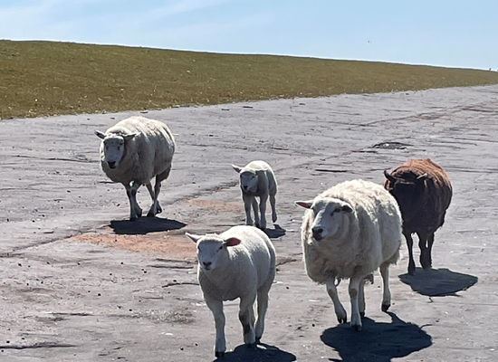 Erleben Sie Föhrs ländlichen Charme – Deichspaziergänge und Naturerlebnisse, nur einen Steinwurf von unseren Ferienwohnungen entfernt. Schafe laufen auf ruhigem Weg am Deich entlang – Natur pur auf Föhr. Urlaub im Haus Matthäus.