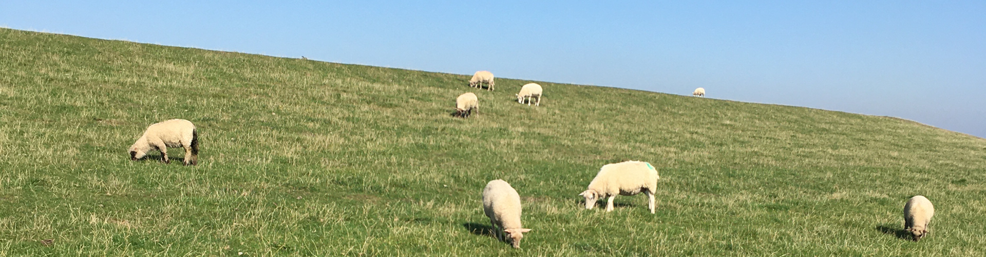 Urlaubsparadies Föhr: Entdecken Sie Natur und Weite zu jeder Jahreszeit – mit drei charmanten Ferienwohnungen für Ihre Auszeit. Deich auf der Nordsee-Insel Föhr mit grasenden Schafen und blauem Himmel – Urlaub in gemütlichen Ferienwohnungen in Wyk.
