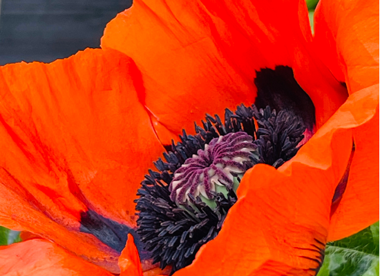 3 gemütliche Ferienwohnungen in Wyk auf Föhr mit großem Garten, ruhig und zentral