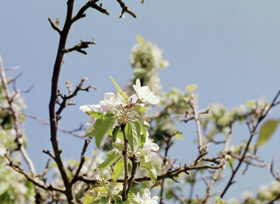 3 liebevoll eingerichtete Ferienwohnungen mitten im Obstgarten an der Nordsee