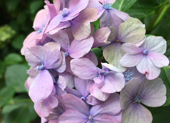 3 gemütliche Ferienwohnungen in Wyk auf Föhr mit großem Garten, ruhig und zentral
