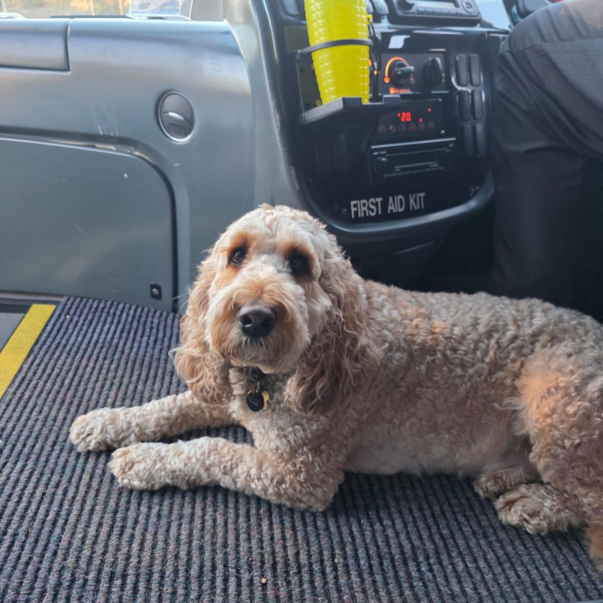 Dog looking towards camera whilst sat in coach