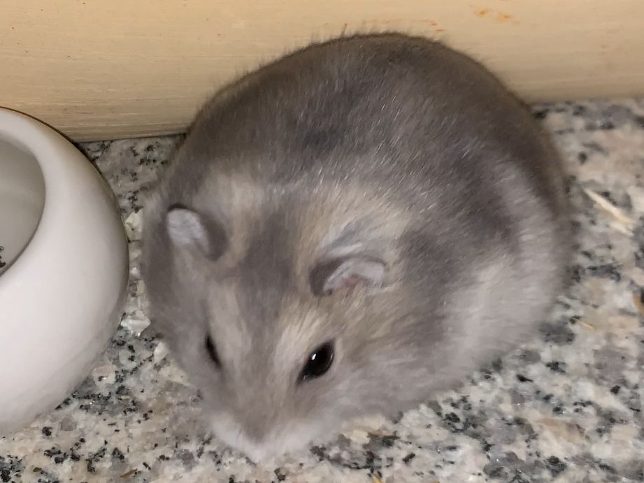 Mandu - vermittelt
