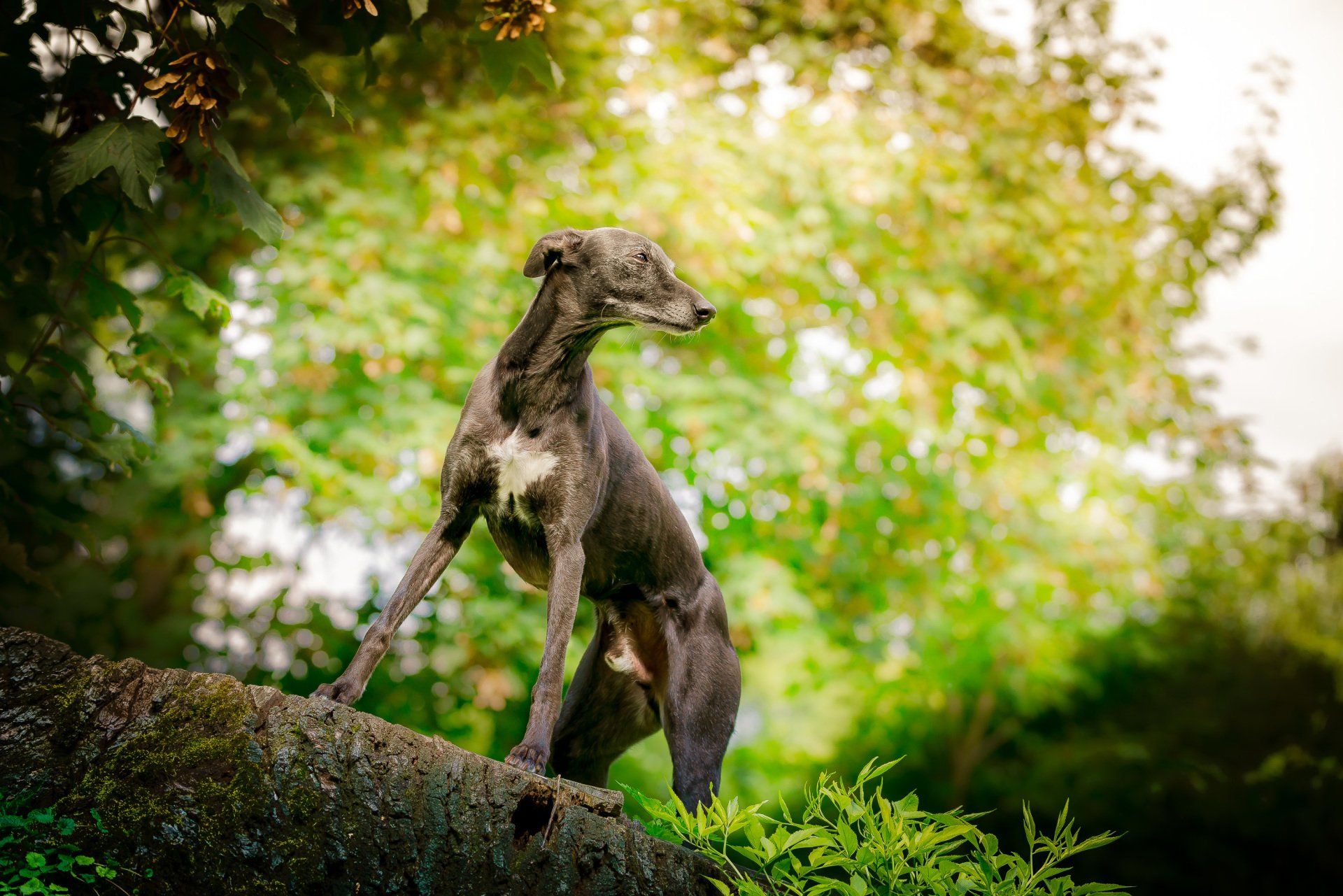 Foto: A. Hauke