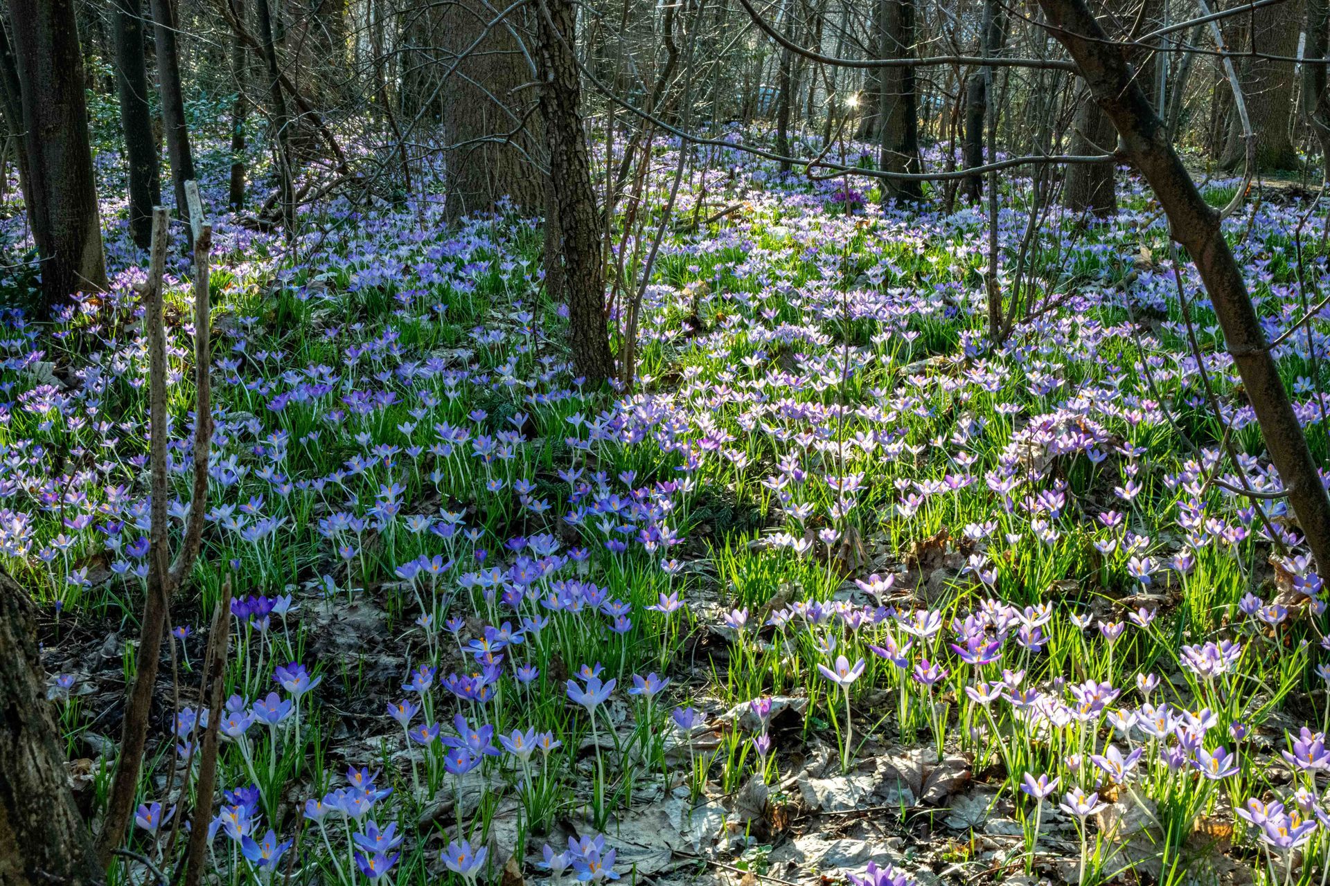 Frühling in der Deisterallee 27.02.2026 Foto: Klaus D. Kemmerich