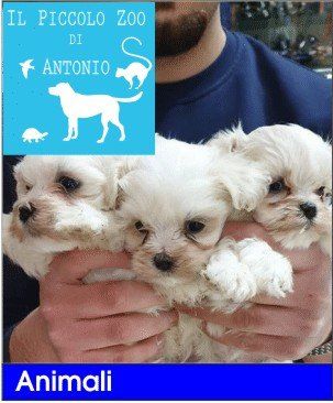 piccolo zoo antonio cani gatti pesci uccelli