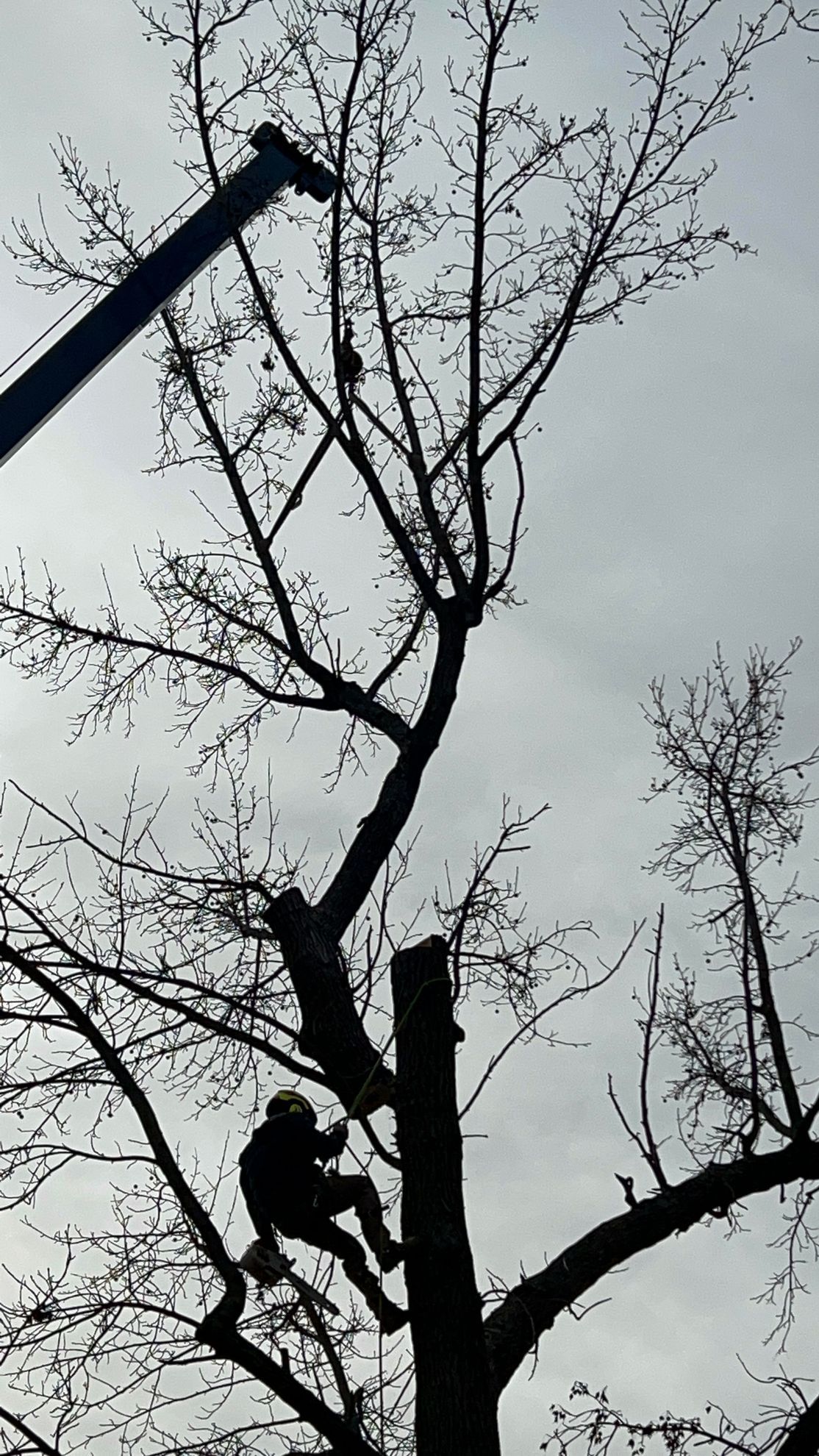 Tree removal in Broken Arrow