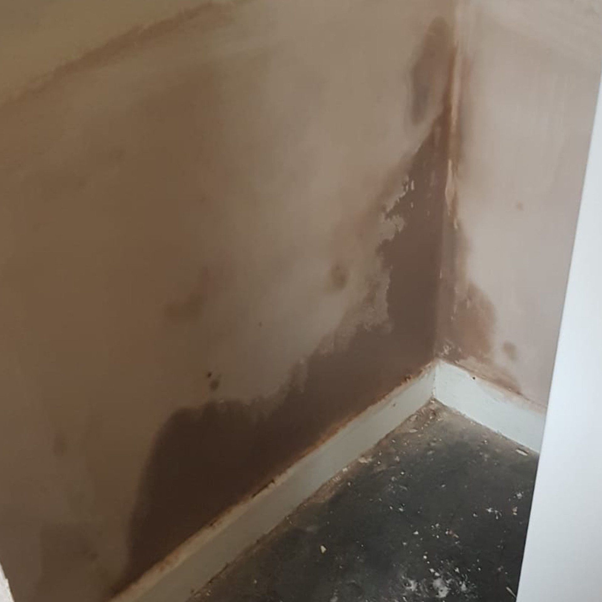 Living with Damp and Defective Plasterworks