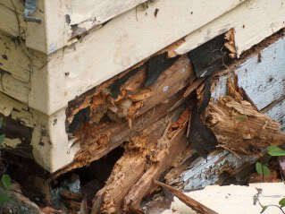 Dry rot in your home