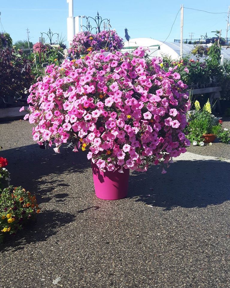 Shop Hanging Baskets