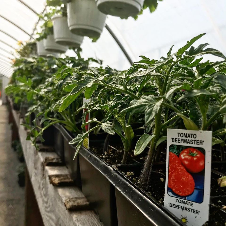 Shop vegetables, fruit, & herbs