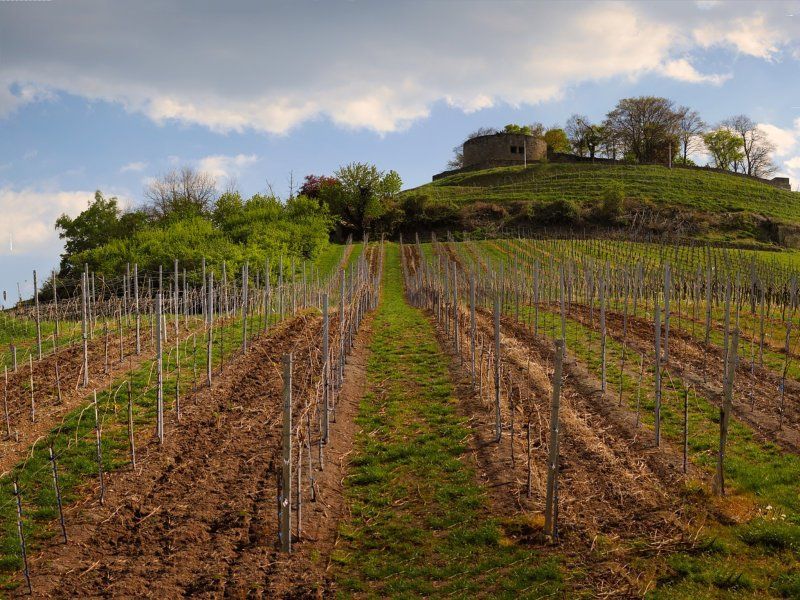 Welches Land bevorzugen Sie? Wein aus verschiedenen Ländern