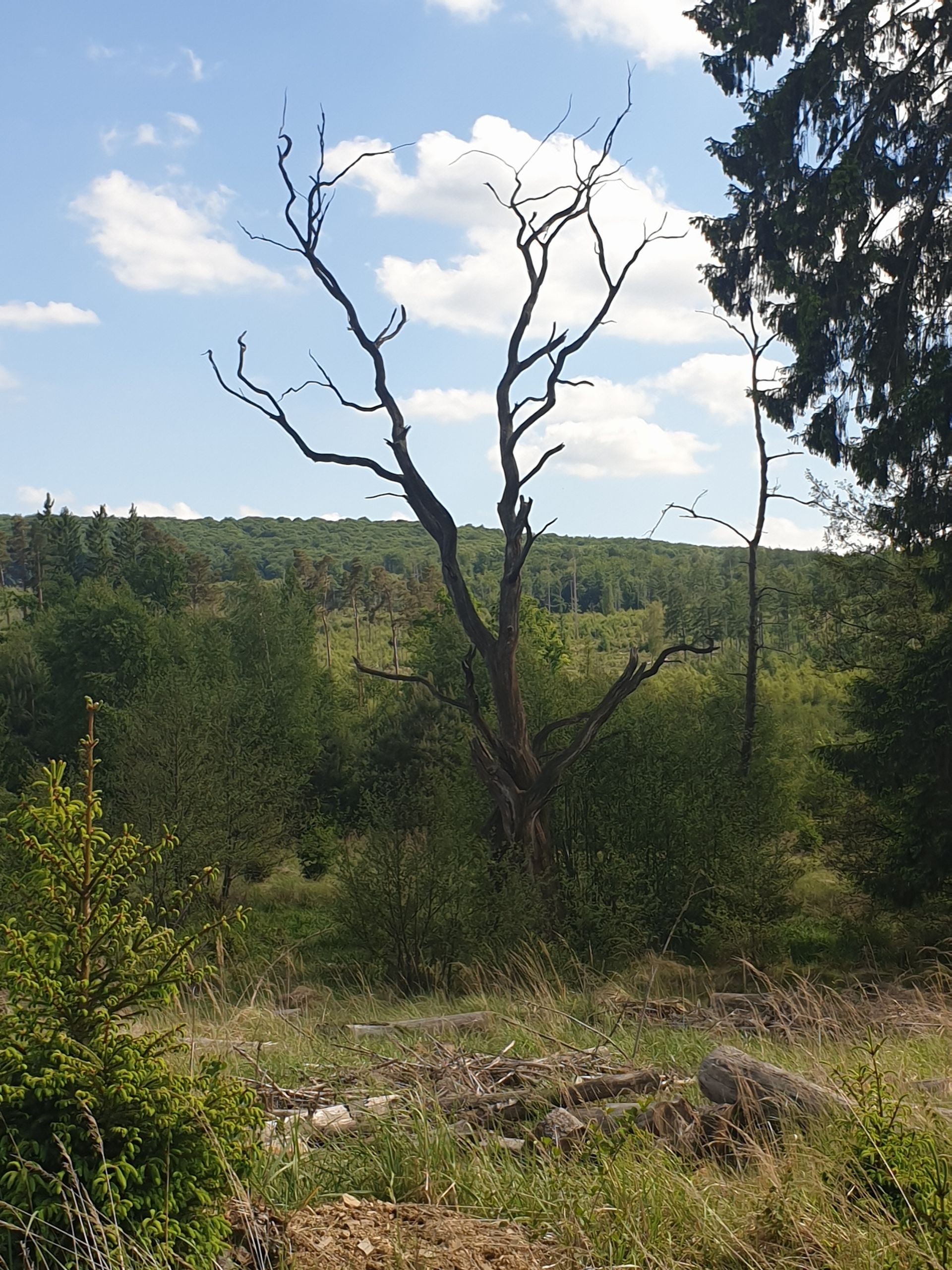 irgendwie gruselig Arnsberger Wald