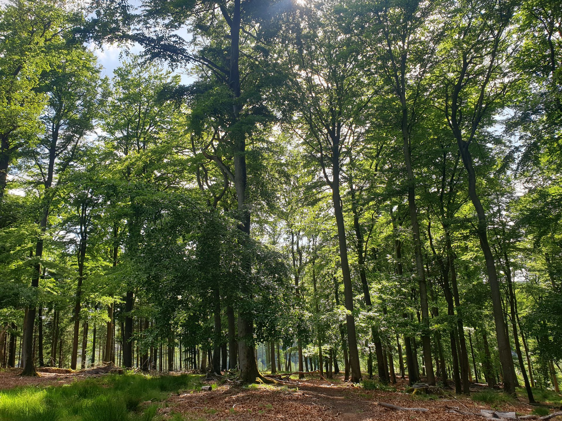 Einfach genießen Arnsberger Wald