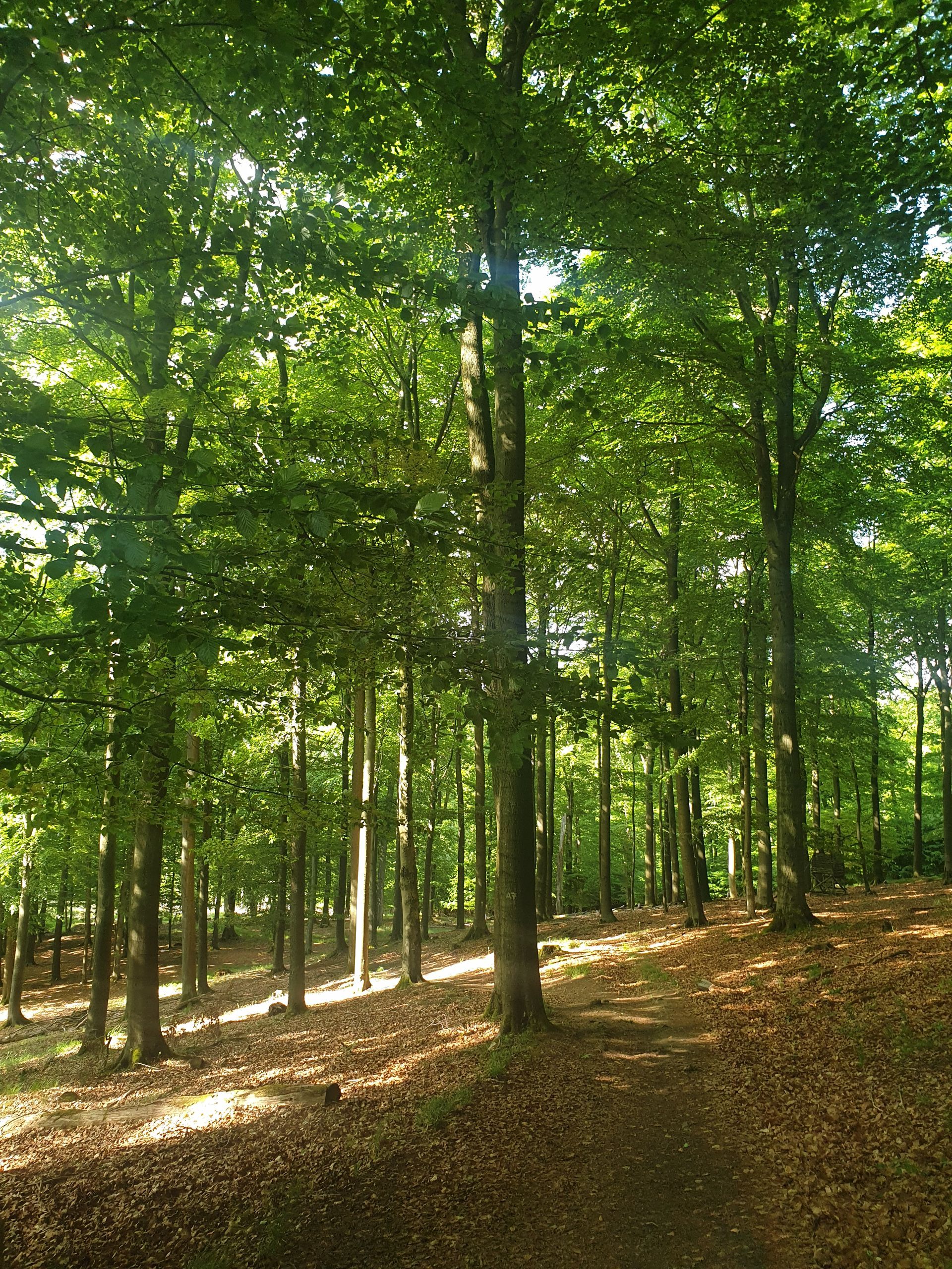 Wanderweg im Arnsberger Wald