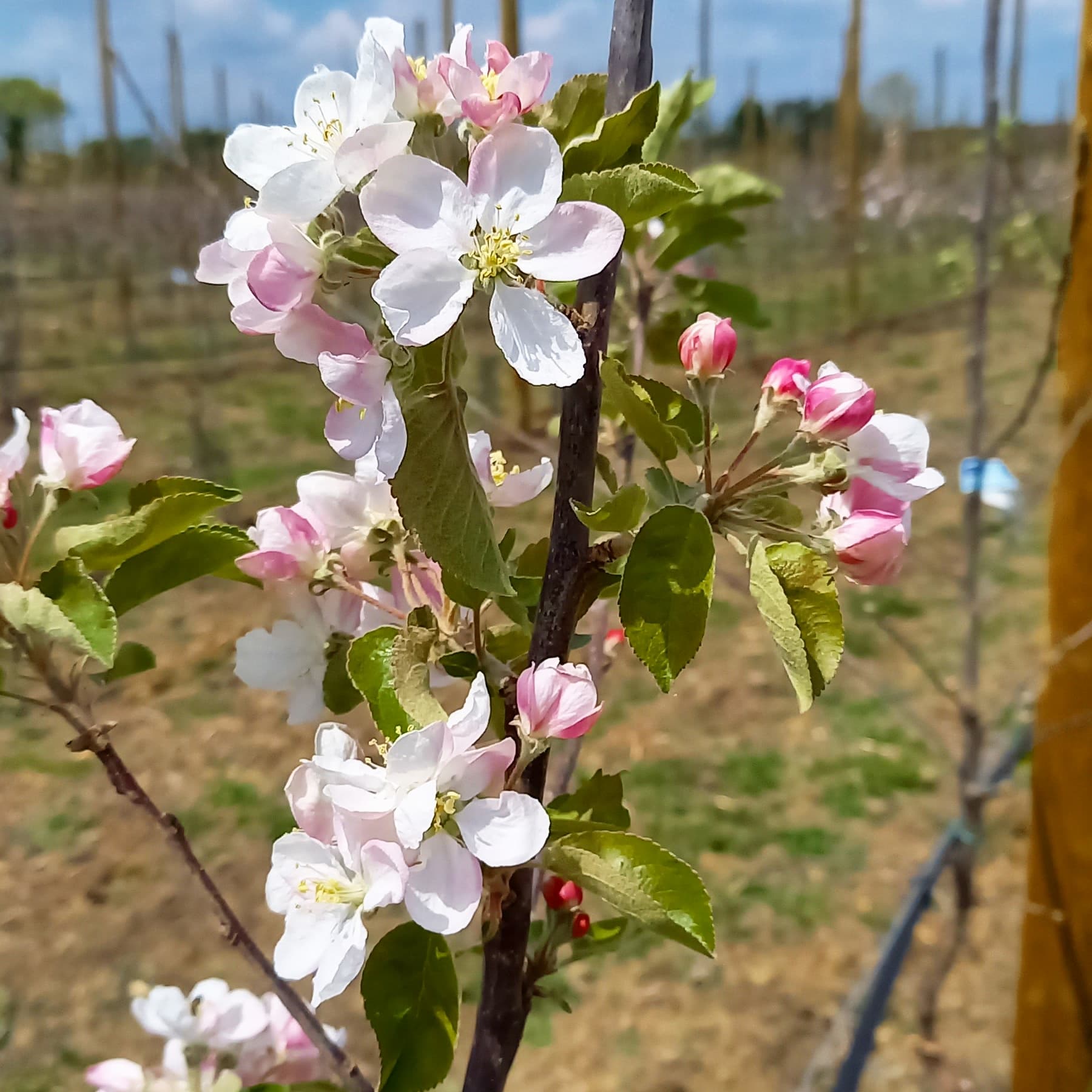 nouveau verger bio à toulouse verger de candie magasin fermier produits locaux