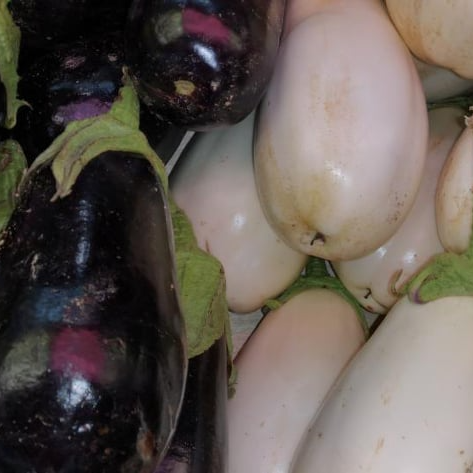 aubergines pommes de terre salades Verger de Foncoussières