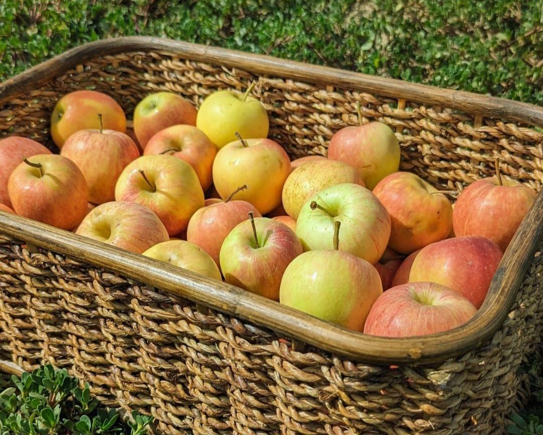 Toulouse FM Verger de candie verger bio à toulouse