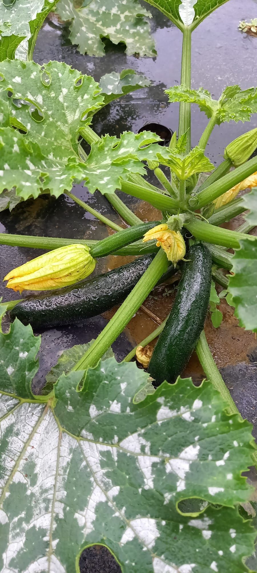 courgettes bio du verger de foncoussieres