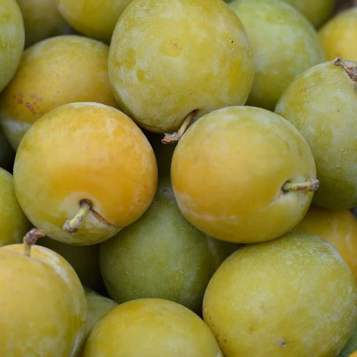 Notre production de prunes du verger de foncoussieres cueillette sur l'arbre