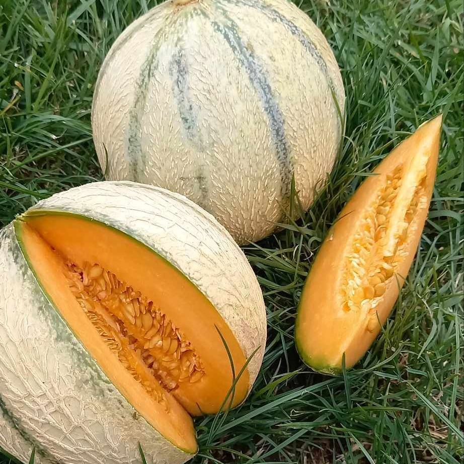 melon local  Verger de Foncoussières