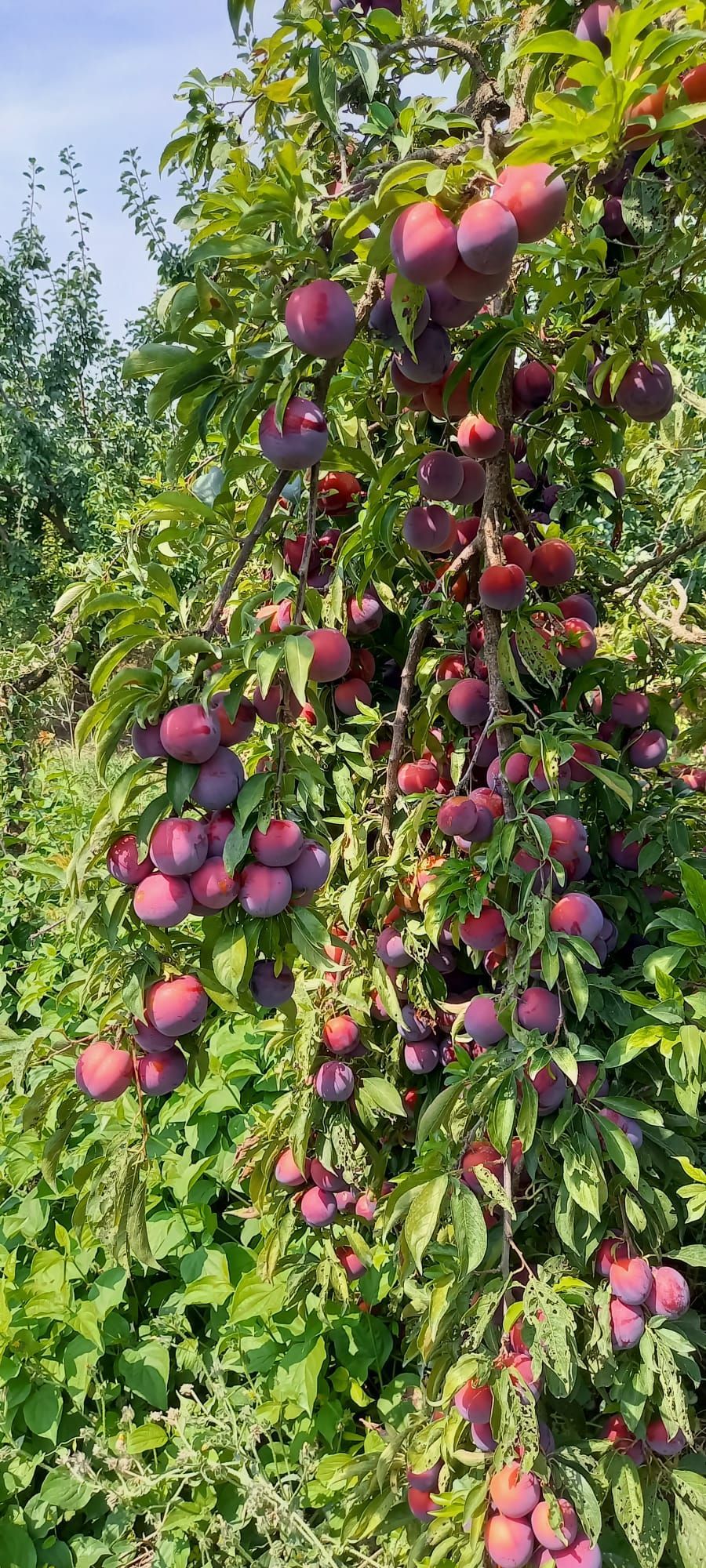 Cueillette de prunes