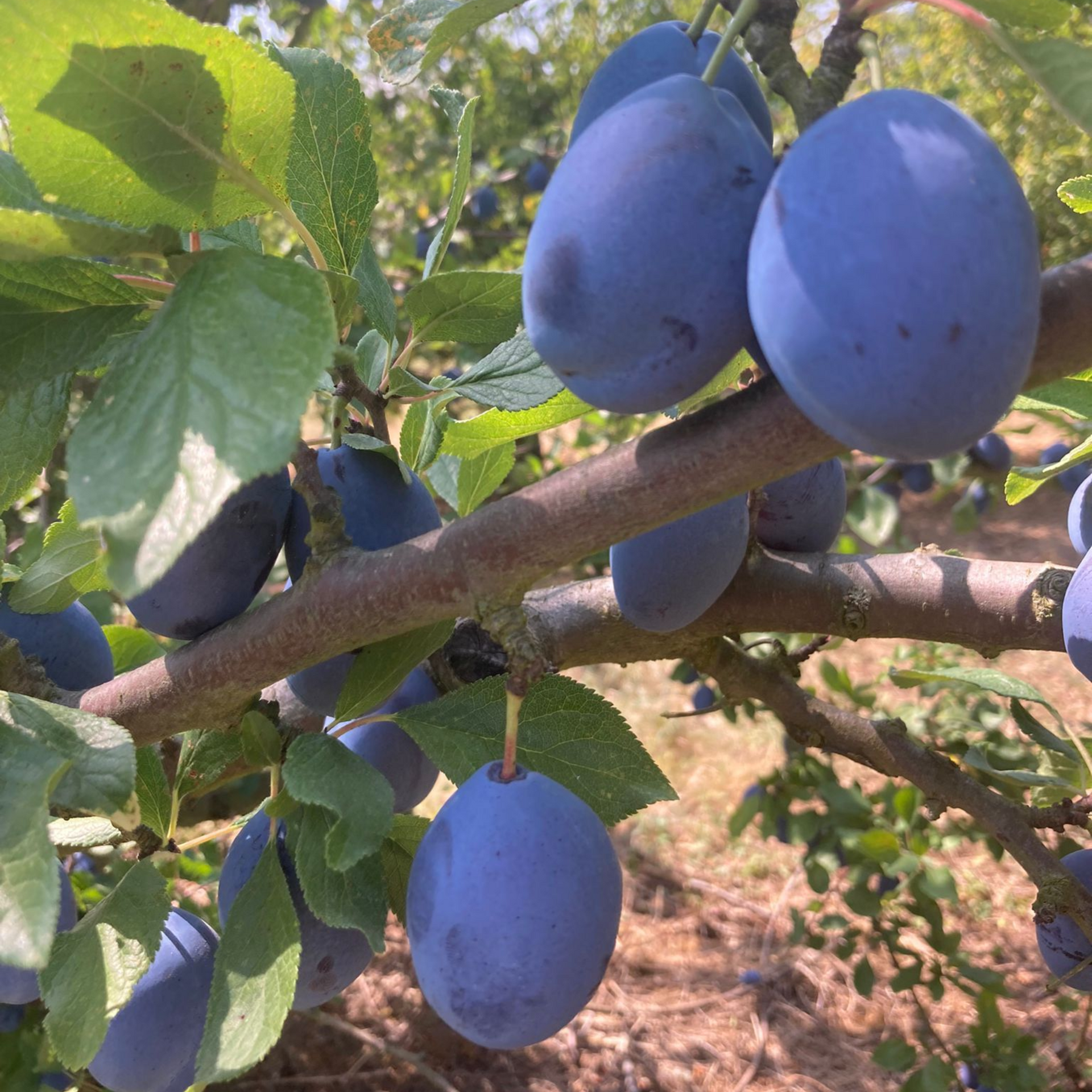prunes du verger