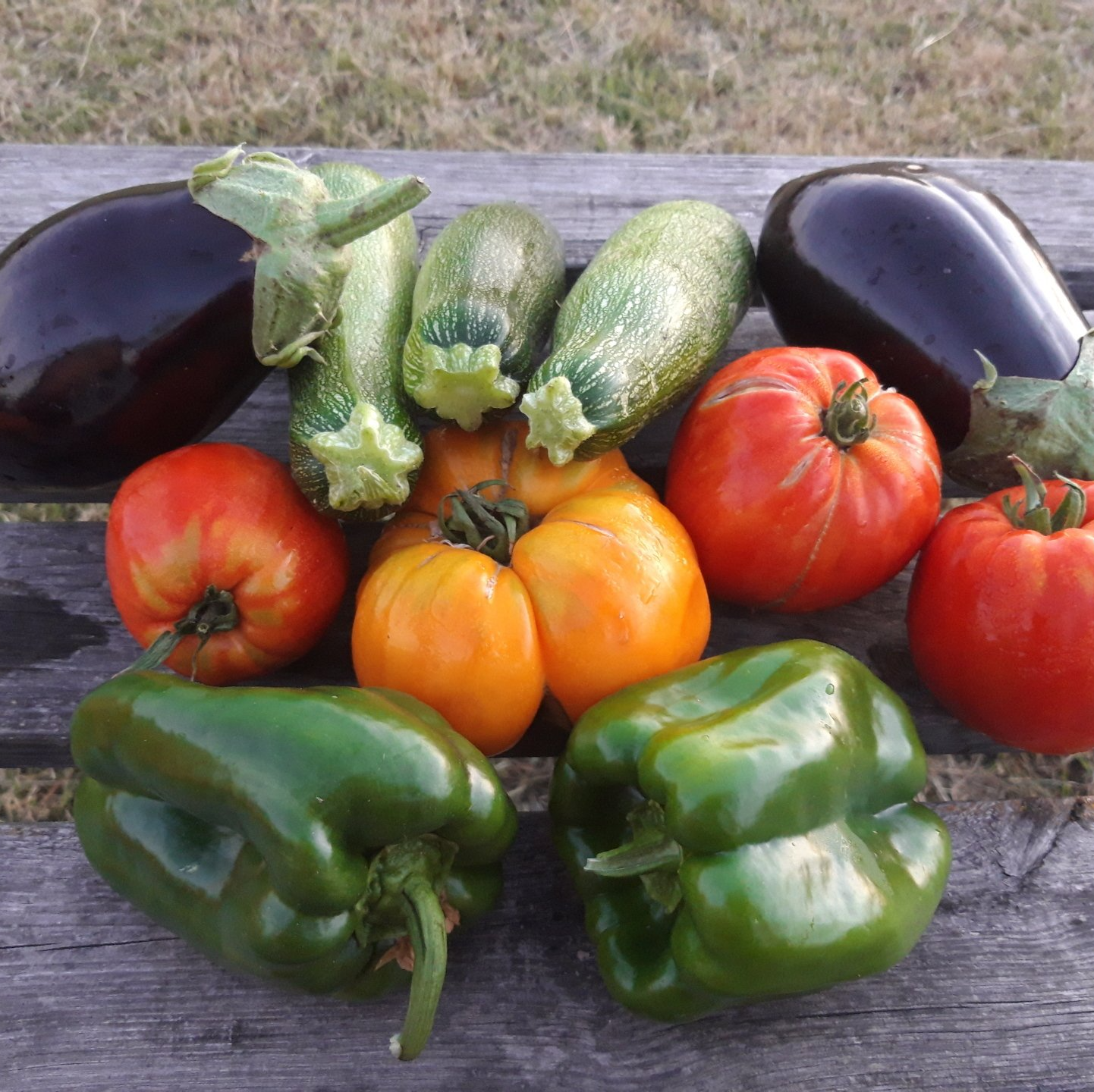 Notre production de tomates, courgettes, poivrons, aubergines non traitées du verger de foncoussieres cueillette sur l'arbre