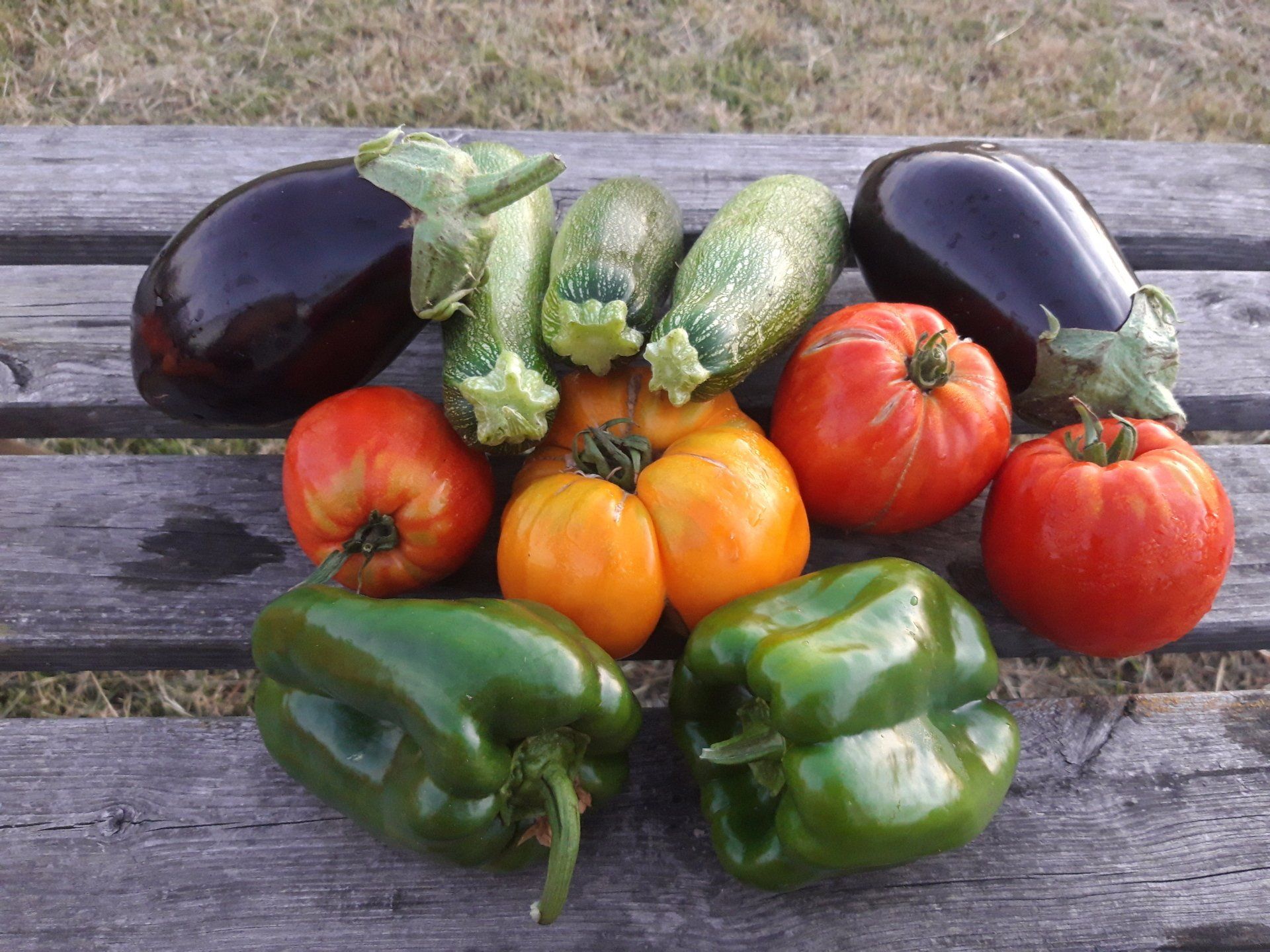 Tomates, salades, courgettes, poivrons, aubergines sans traitement non traitees