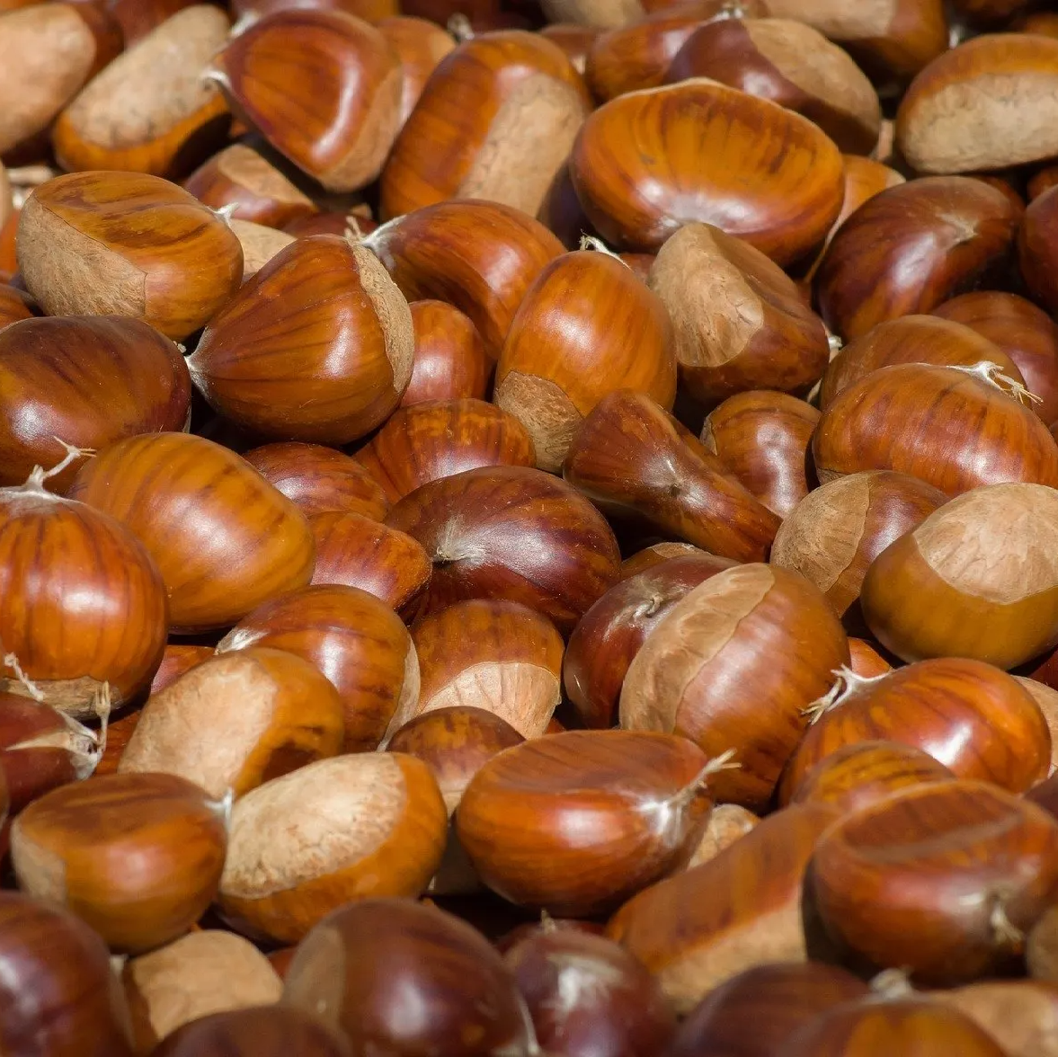 chatiagne locale Verger de Foncoussières