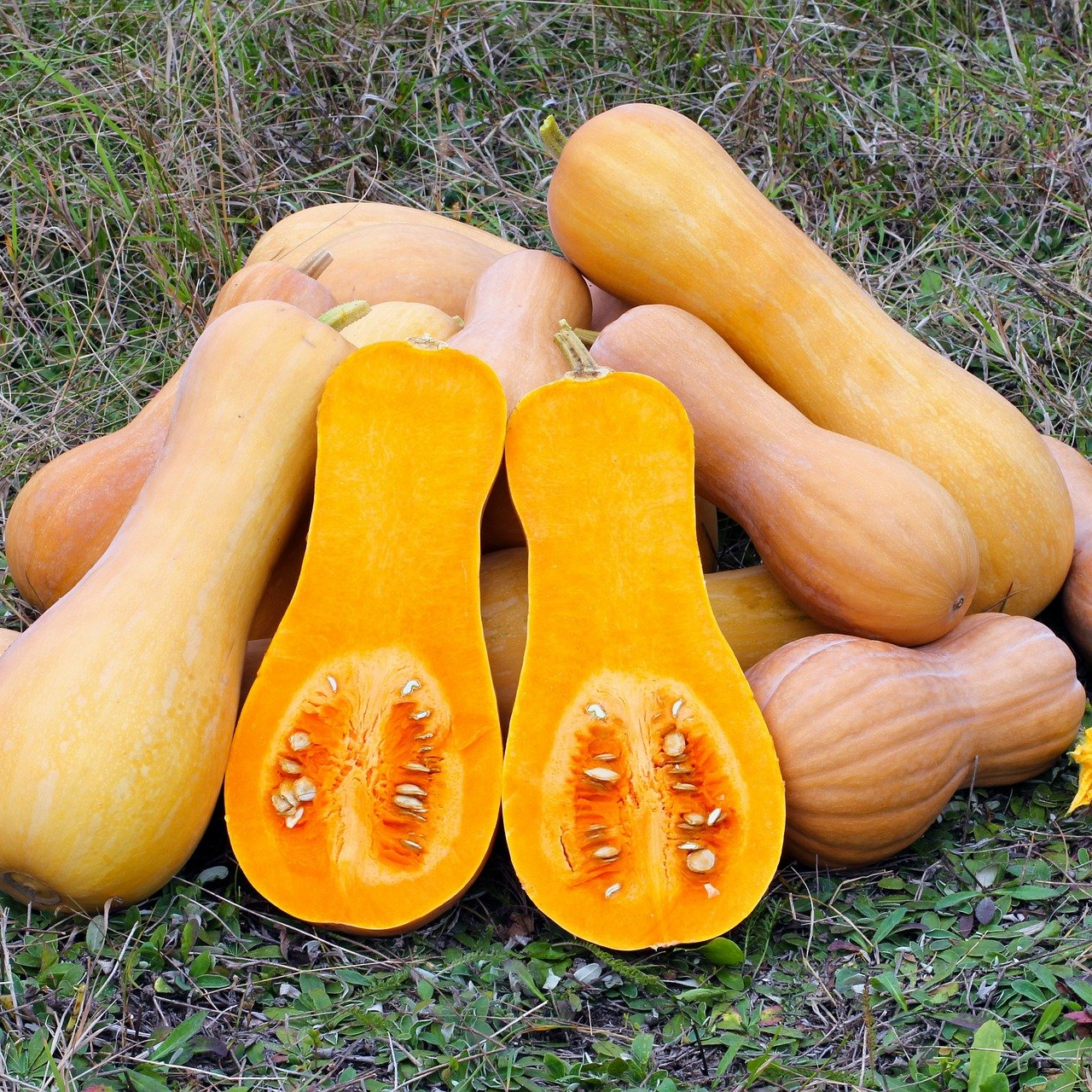 Courges locales Verger de Foncoussières