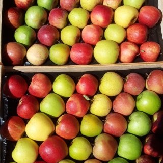 Notre production de pommes du verger de foncoussieres cueillette sur l'arbre