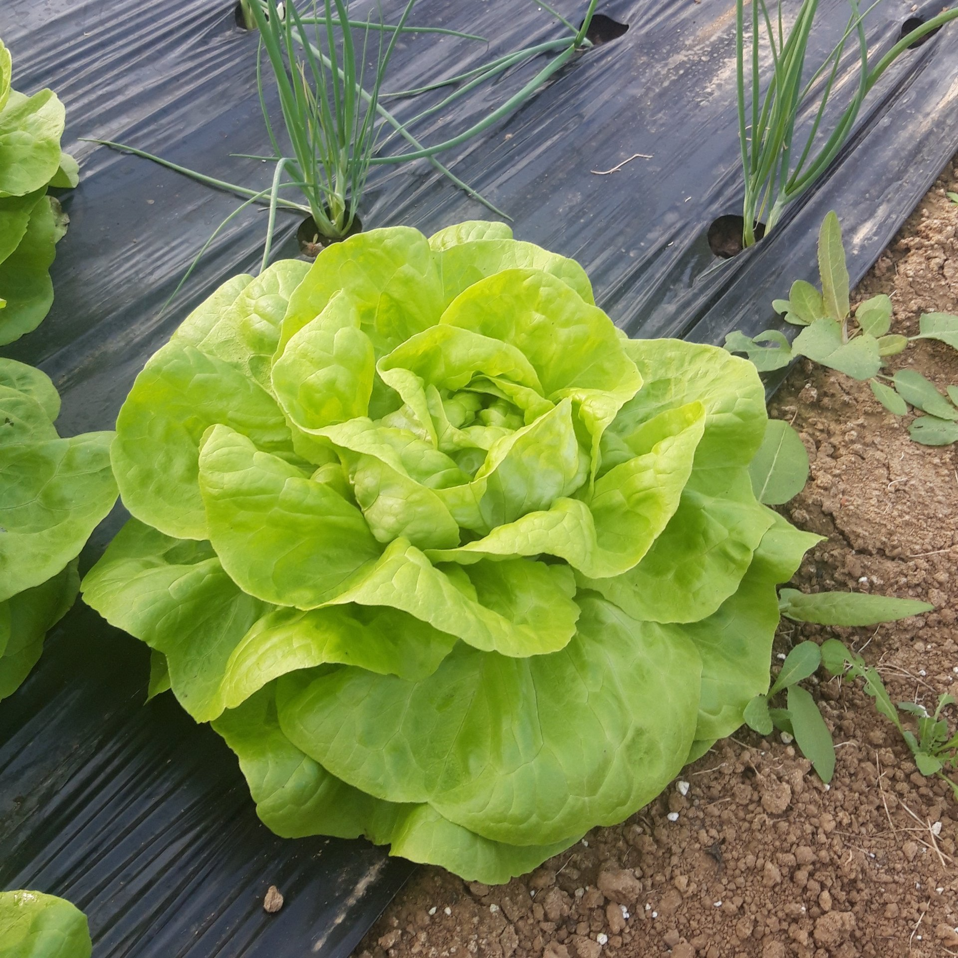 Abricots à cueillir soi même