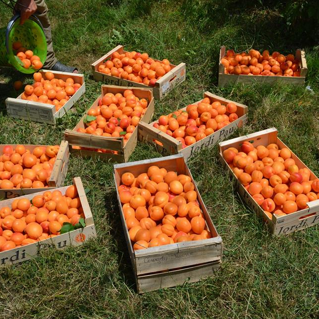 Abricots à cueillir soi même