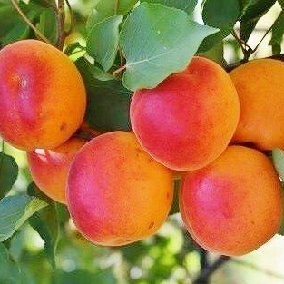 Abricots à cueillir sur l'arbre soi meme