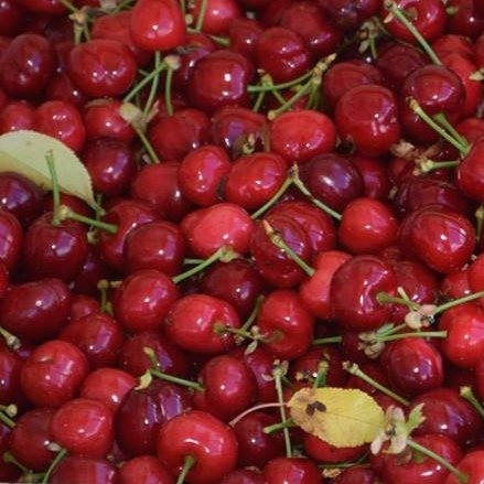 Cerises à cueillir sur l'arbre