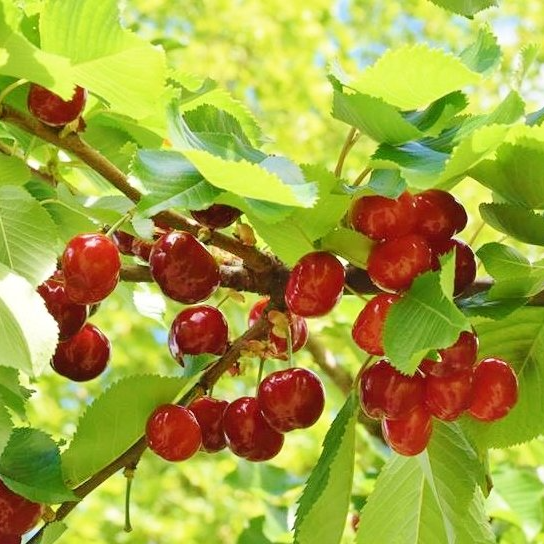 Cerises à cueillir soi même