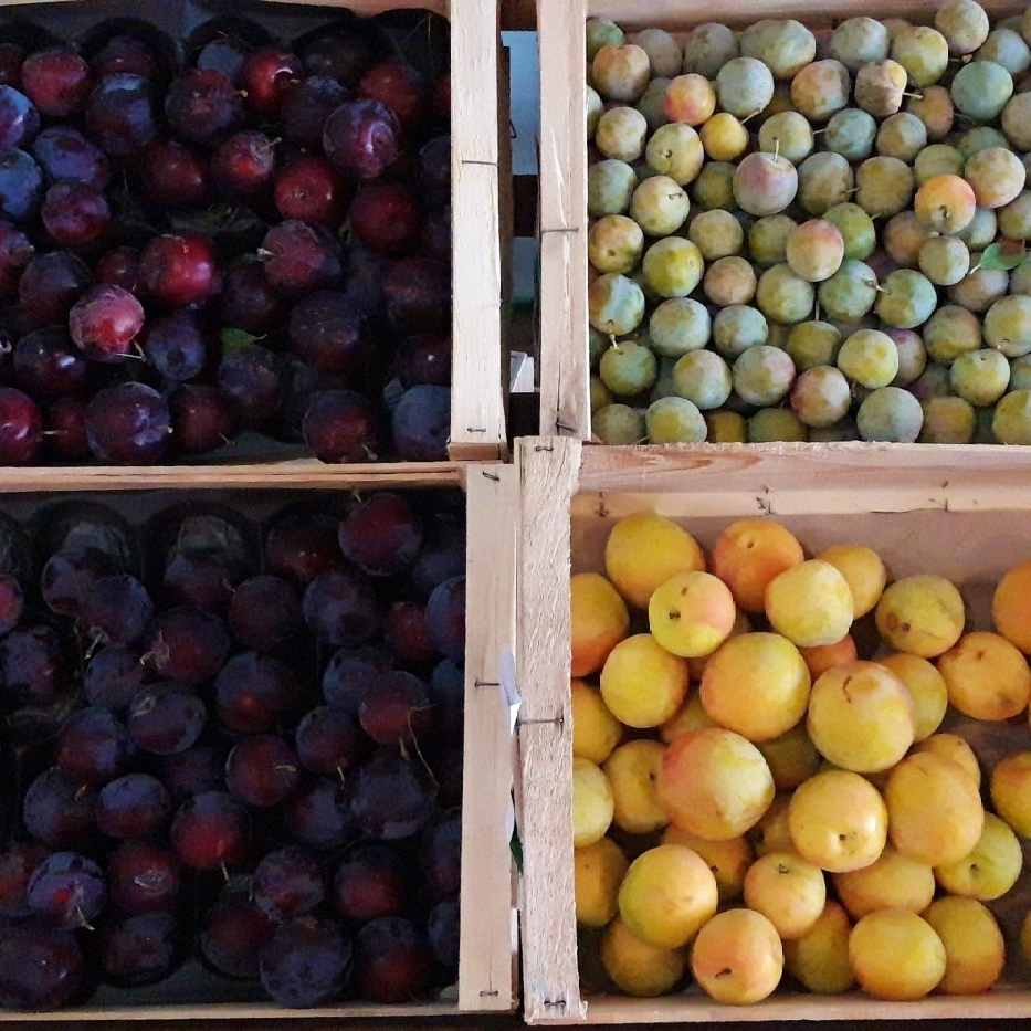 Prunes à cueillir sur l'arbre soi meme