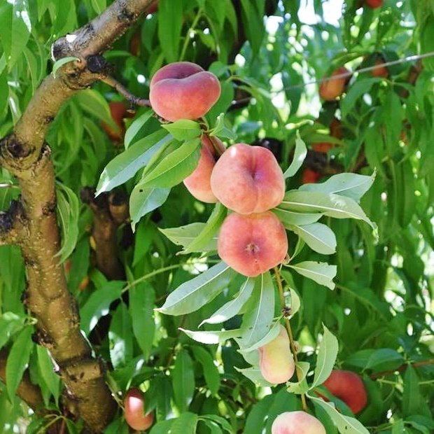 Pêches et nectarines à cueillir soi même