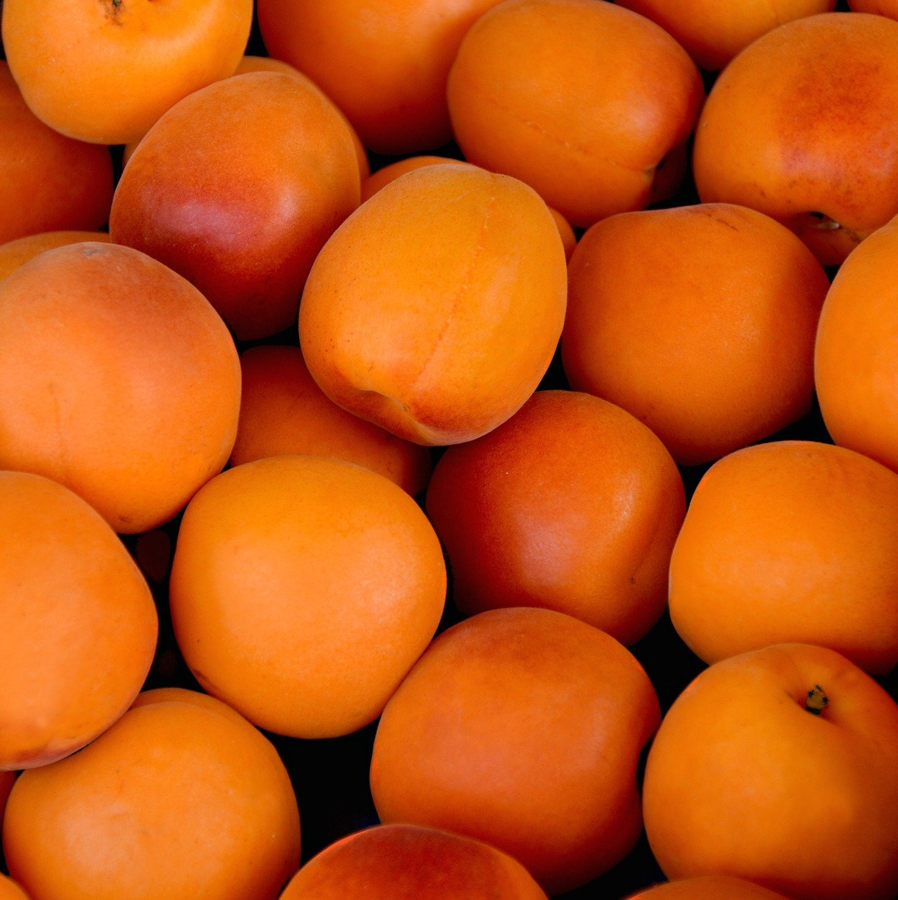 Notre production d'abricots du verger de foncoussieres cueillette