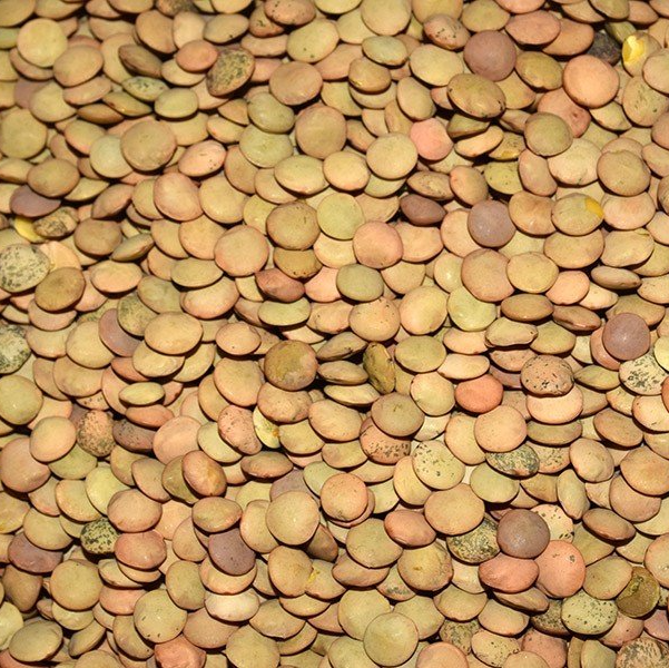 esca legumineuses, pois chiche, pois casse, haricot lingots, lentilles